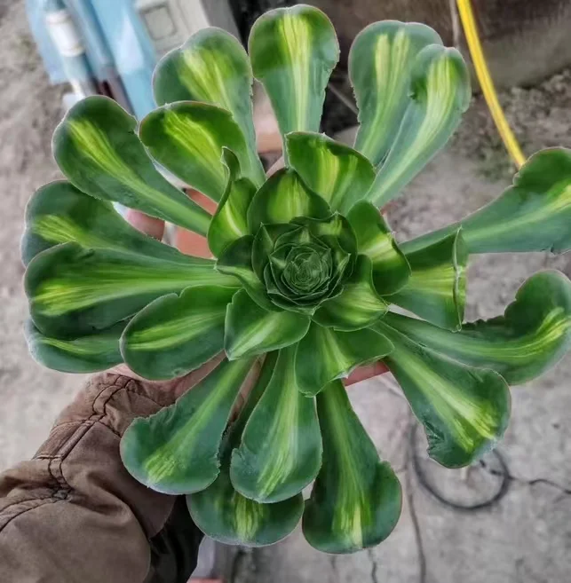 plant Aeonium Echeveria Haworthia  Caudex  Lithops Cactus  Agave 