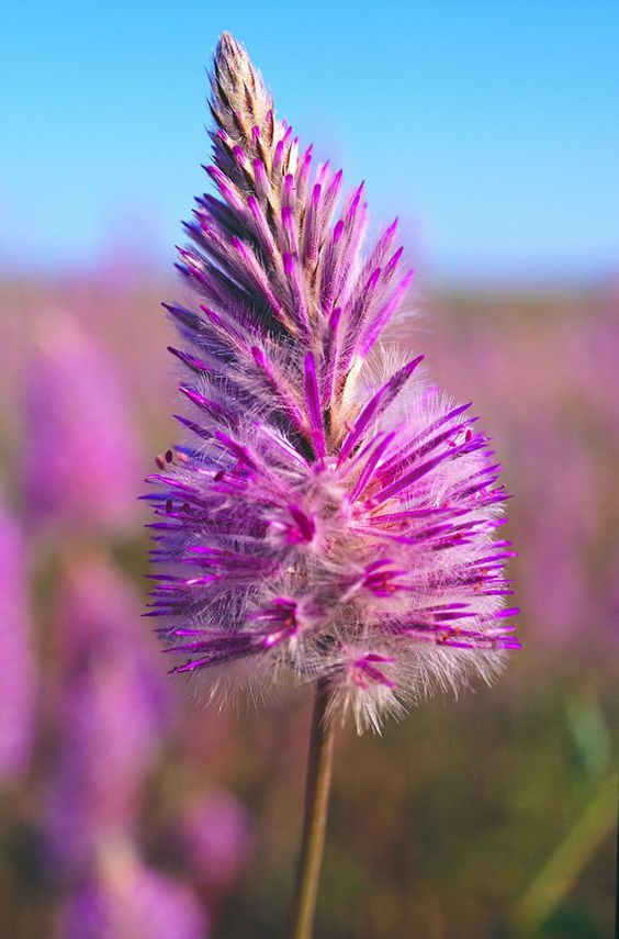 💥Buy 2 Get 1 Free💥 Ptilotus Exaltatus Seeds Jonyparkseed®