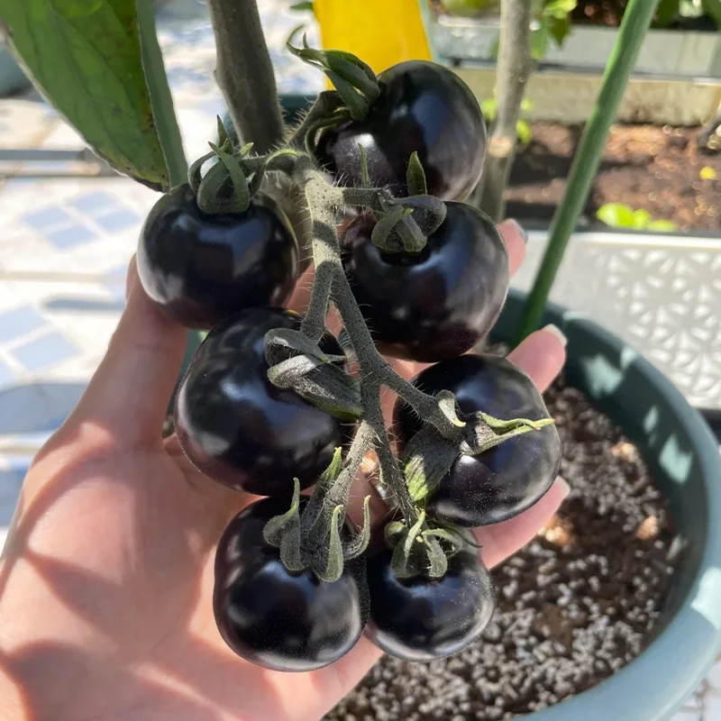 ✨Black Gem Tomato seeds
