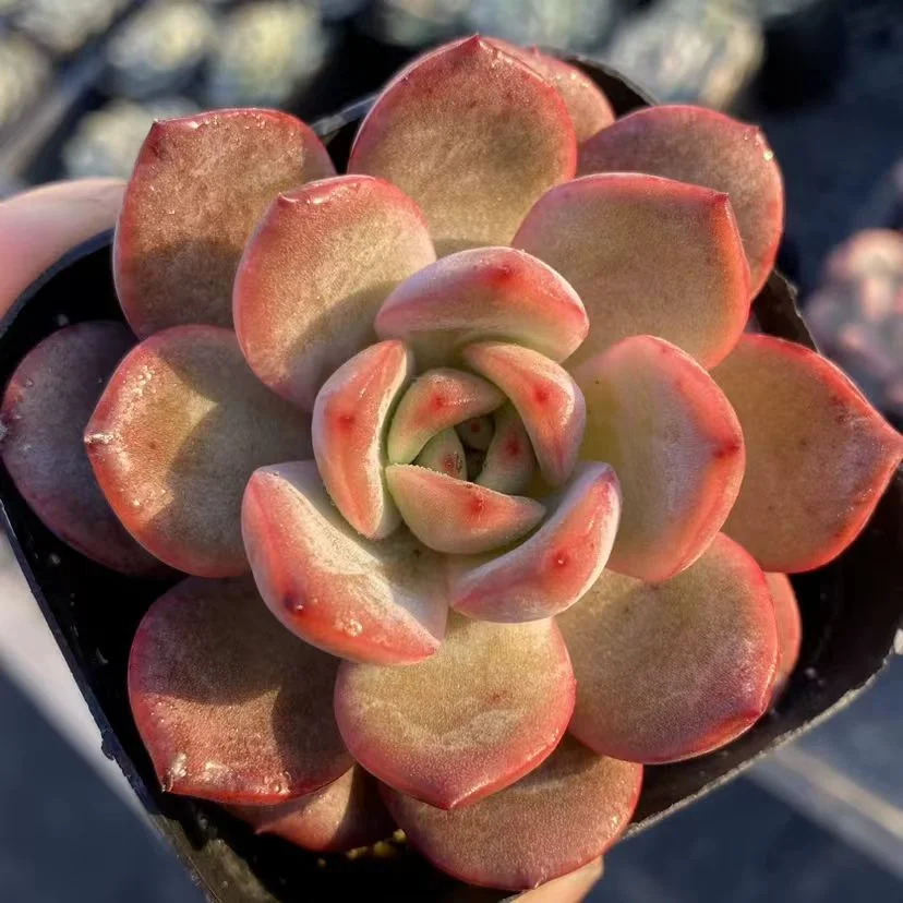 plant Aeonium Echeveria Haworthia  Caudex  Lithops Cactus  Agave 