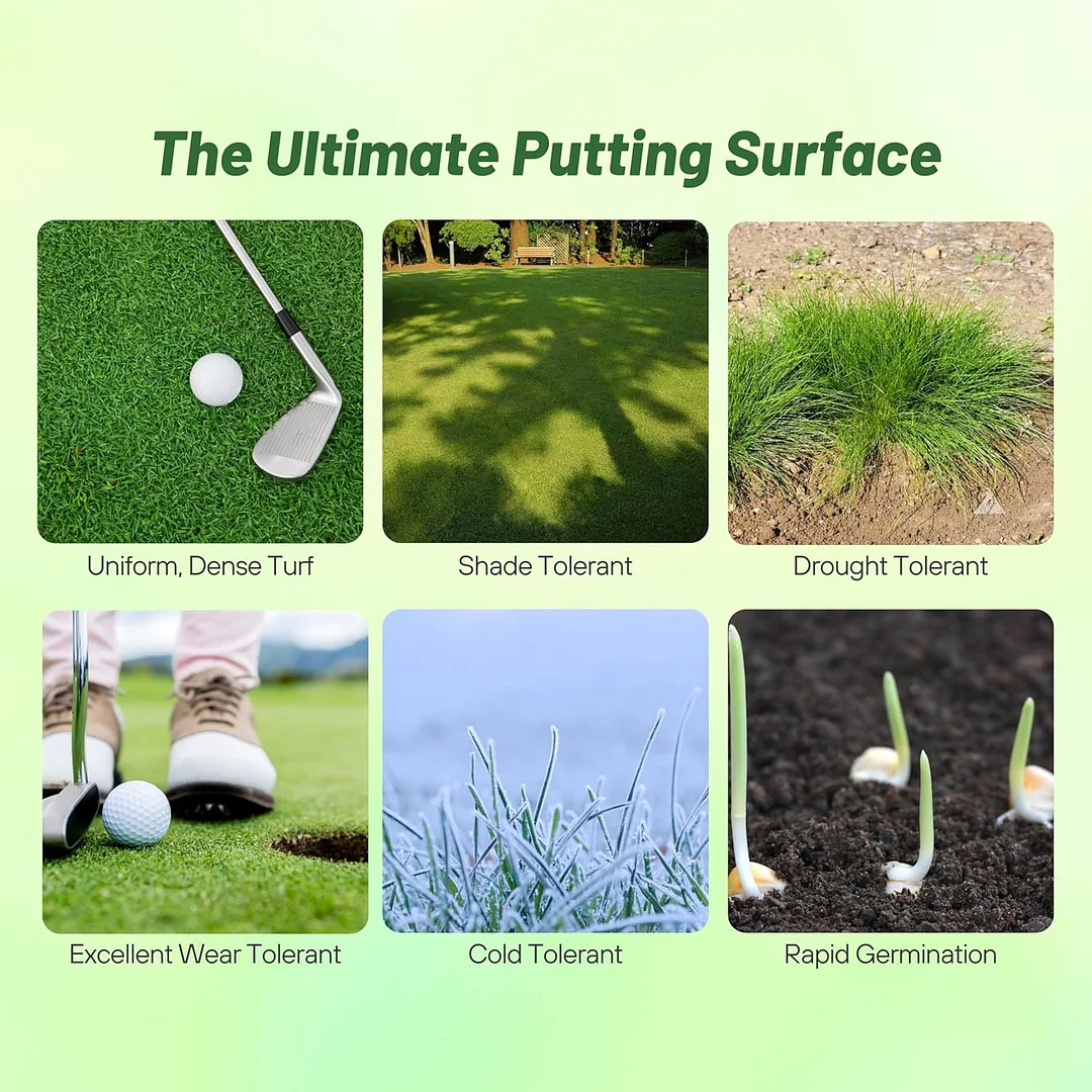 True Putt Creeping Bluegrass Seed