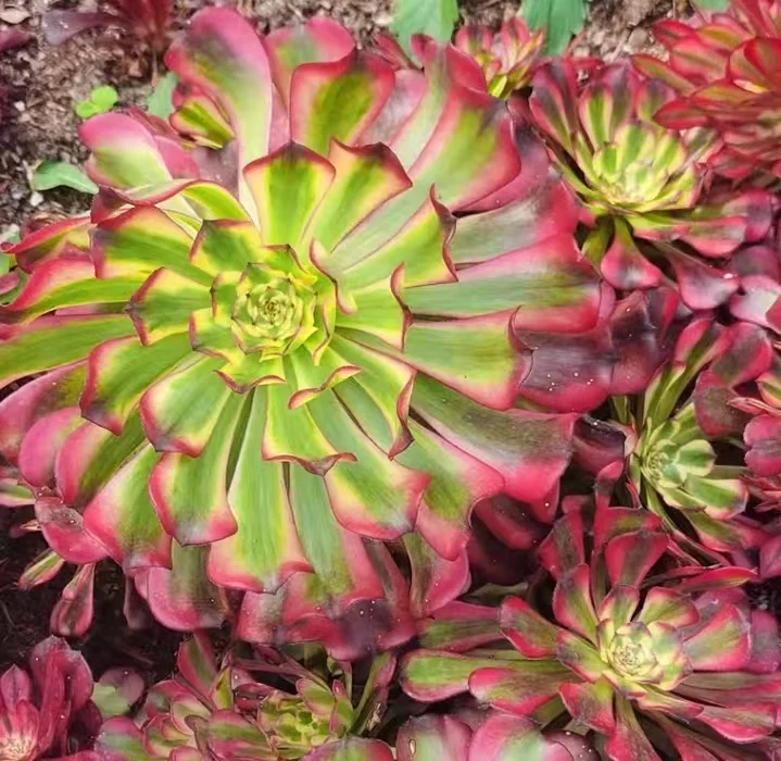 plant Aeonium Echeveria Haworthia  Caudex  Lithops Cactus  Agave 