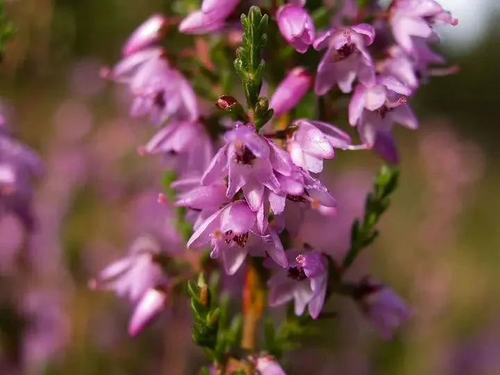 Purple Heather-callun