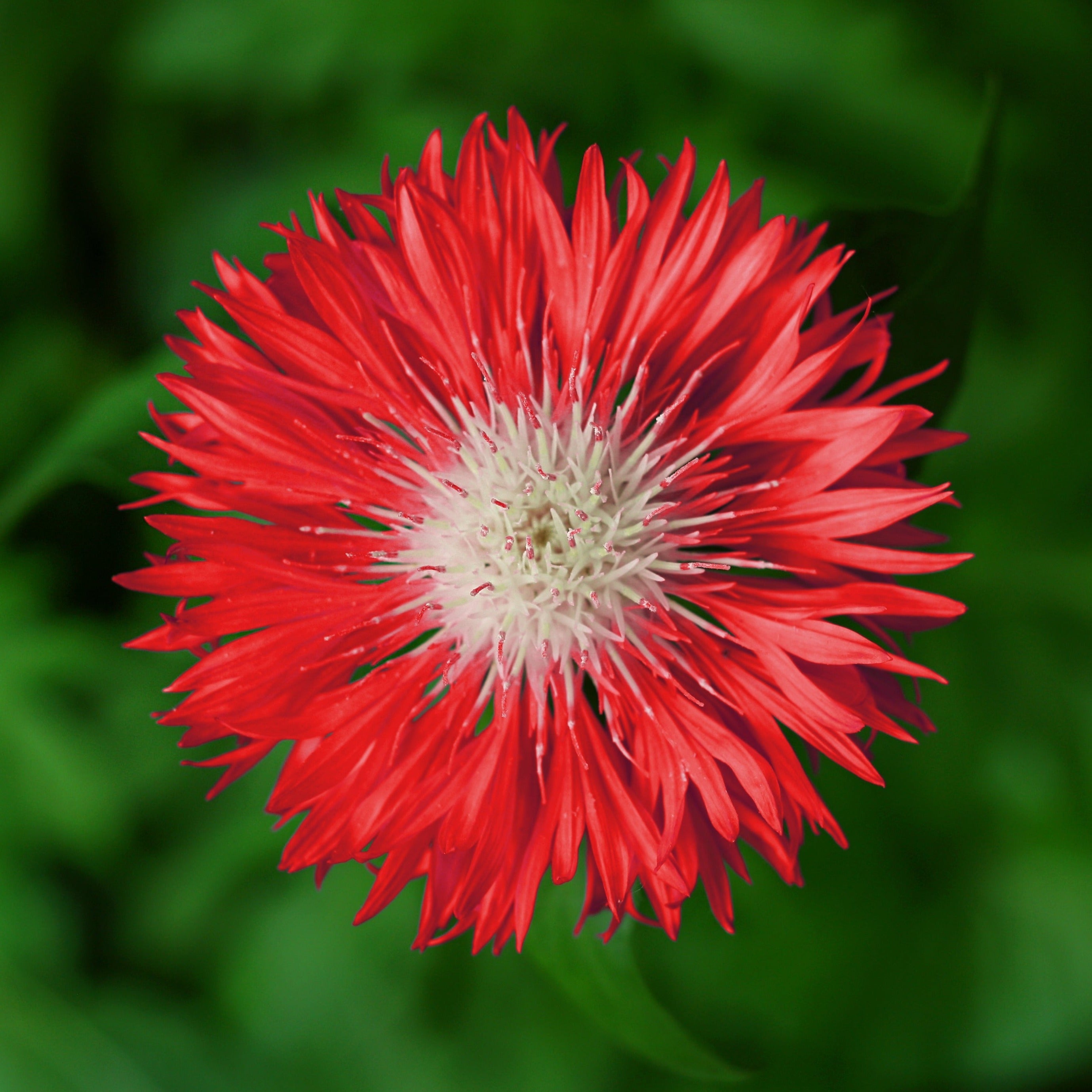 Cornflower Centaurea Red Ball Flower | X 80 seeds
