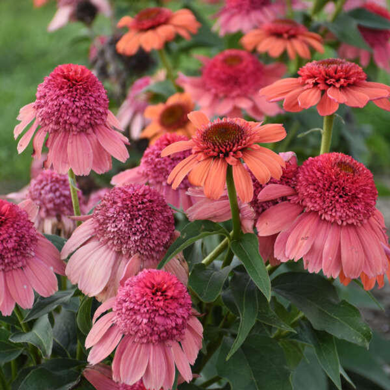 Echinacea 'Rainbow Sherbet' (Coneflower) Jonyparkseed®