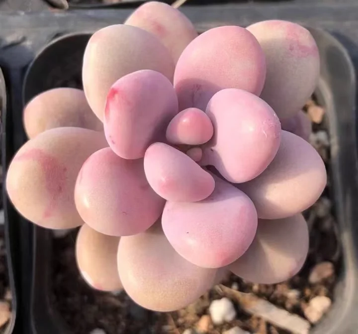 plant Aeonium Echeveria Haworthia  Caudex  Lithops Cactus  Agave 