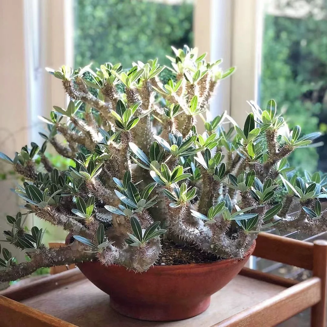 qqdhy1.Pachypodium densiflorum  5-6cm / Caudex  / Succulent plants / Garden landscape / Carefully select healthy plants