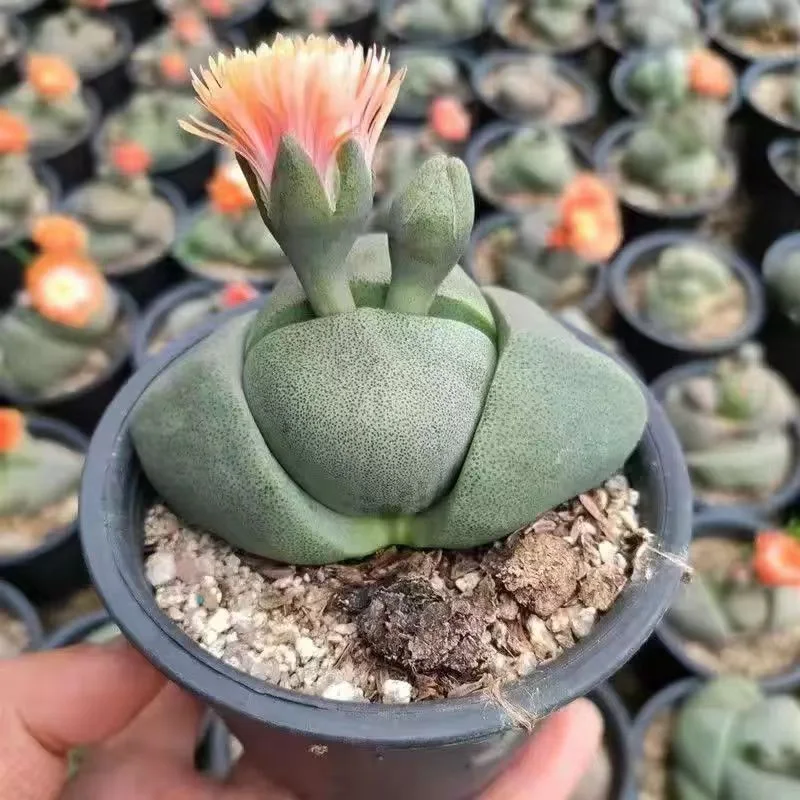 plant Aeonium Echeveria Haworthia  Caudex  Lithops Cactus  Agave 