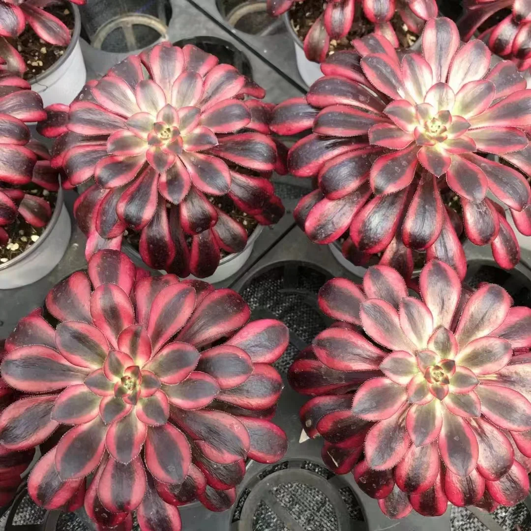 plant Aeonium Echeveria Haworthia  Caudex  Lithops Cactus  Agave 