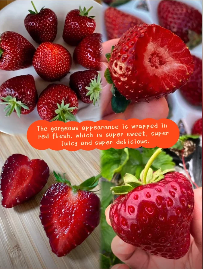 Black Pearl Strawberry Seeds