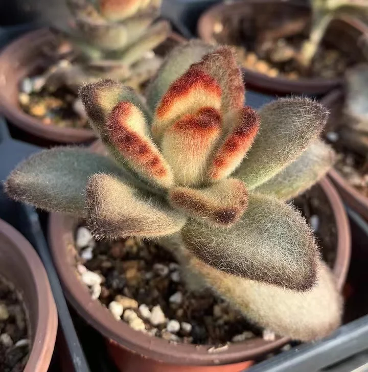 plant Aeonium Echeveria Haworthia  Caudex  Lithops Cactus  Agave 