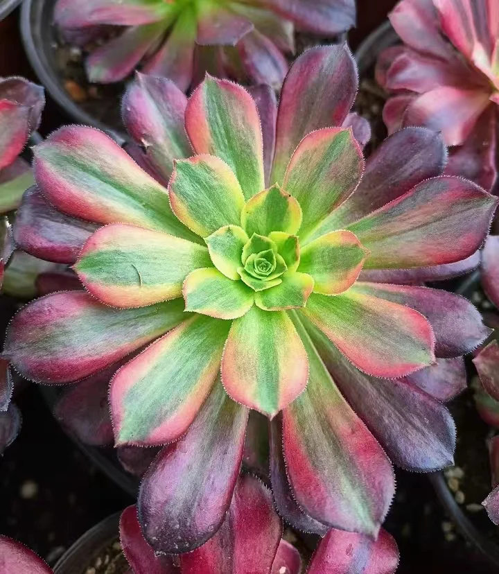 plant Aeonium Echeveria Haworthia  Caudex  Lithops Cactus  Agave 