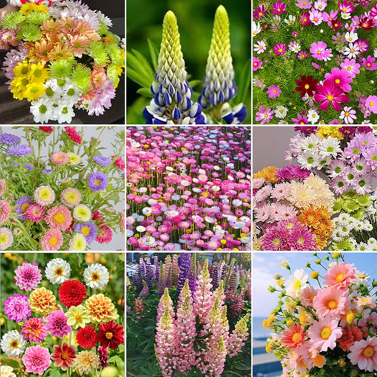 🔥Last Day Sale - 60% OFF💐Mixed Perennial Flowers Seeds-Over 57 kinds mixed⚡Buy 2 Get Free Shipping