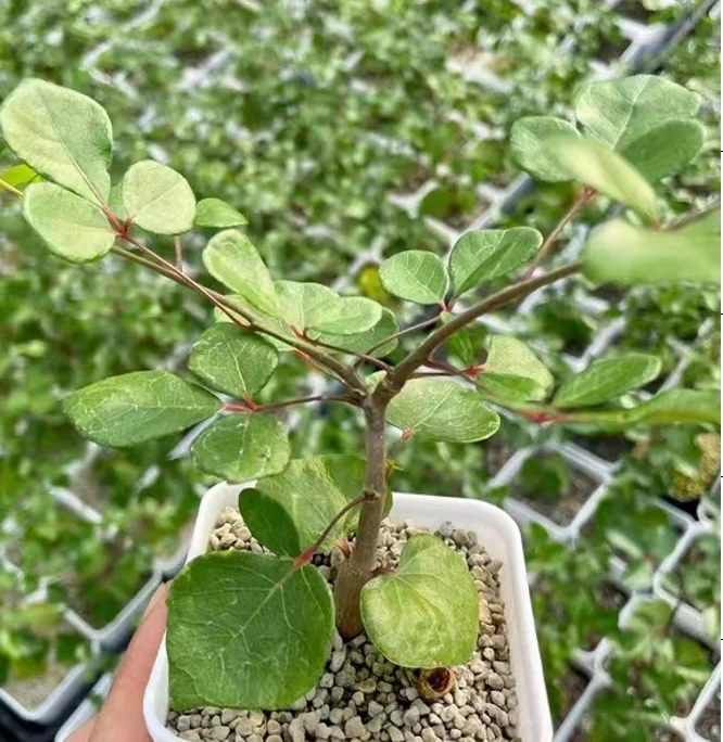 plant Aeonium Echeveria Haworthia  Caudex  Lithops Cactus  Agave 