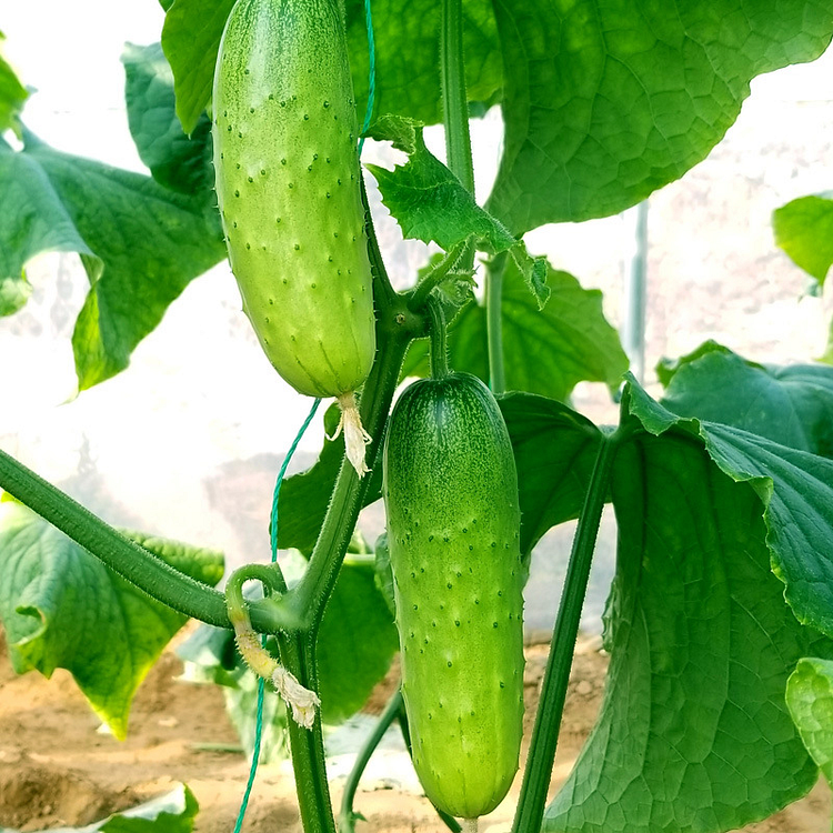 Mini Munch Hybrid Cucumber, Cucumber Seeds: Totally Tomatoes