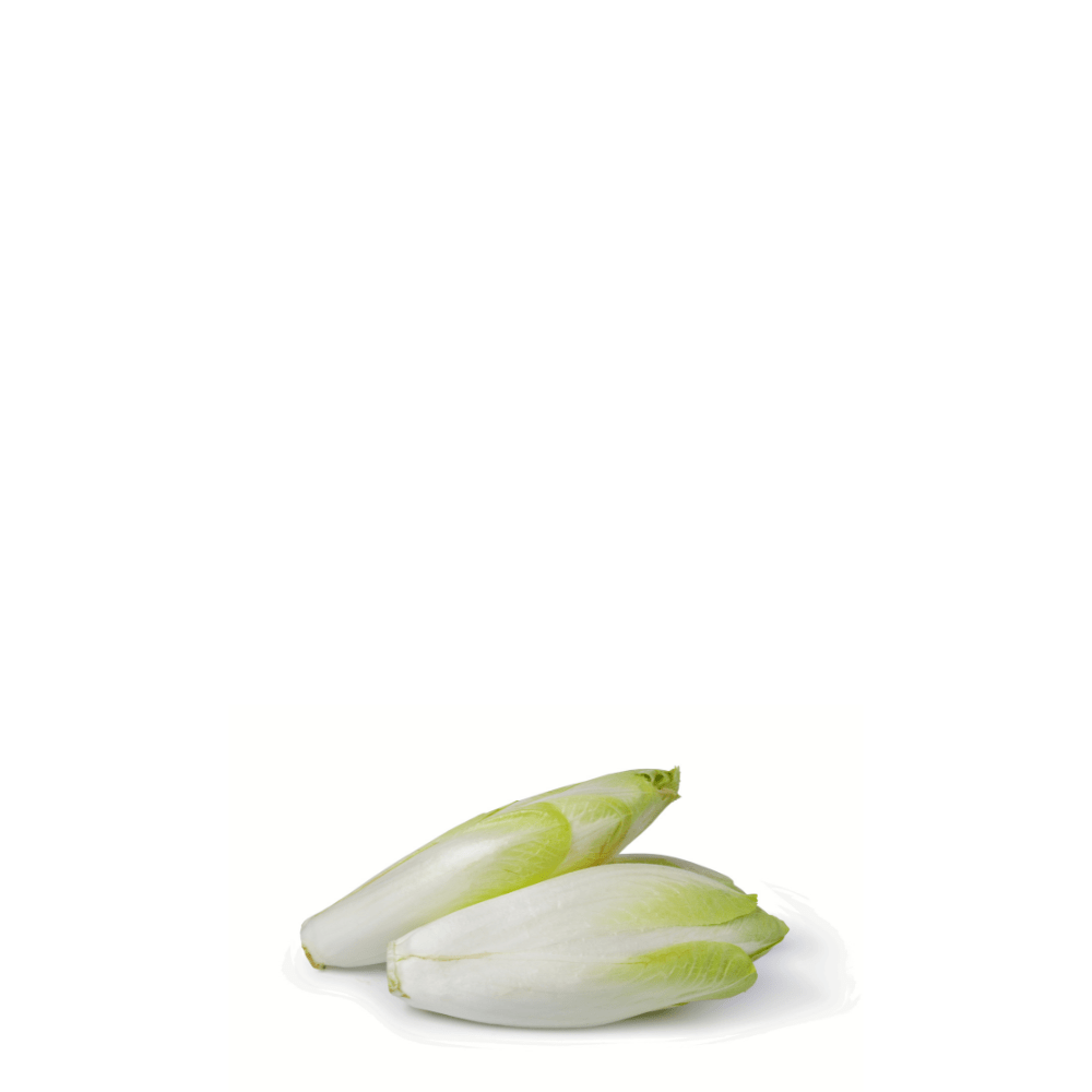 Chicory Belgian Endive Seeds &ndash; Mechelse Variety
