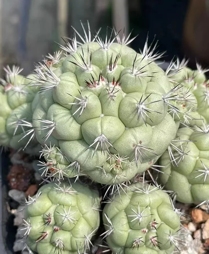 plant Aeonium Echeveria Haworthia  Caudex  Lithops Cactus  Agave 