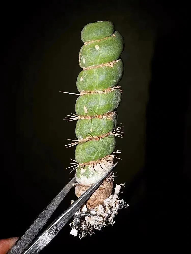 plant Aeonium Echeveria Haworthia  Caudex  Lithops Cactus  Agave 