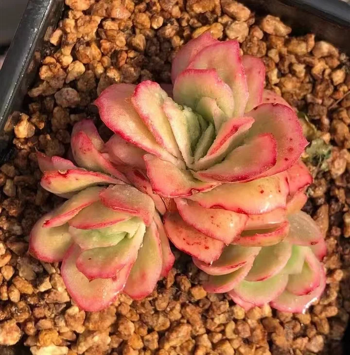 plant Aeonium Echeveria Haworthia  Caudex  Lithops Cactus  Agave 