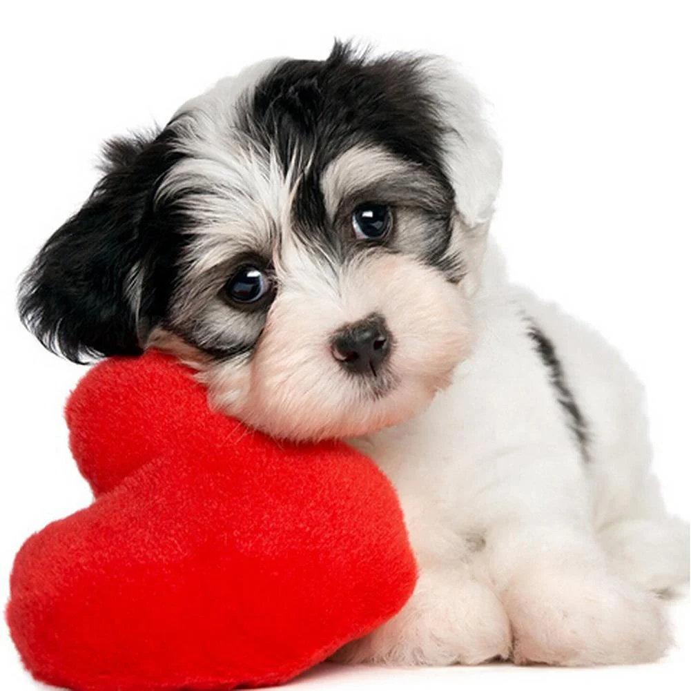 Full Round Diamond Painting Love Heart Dog (30*30cm)
