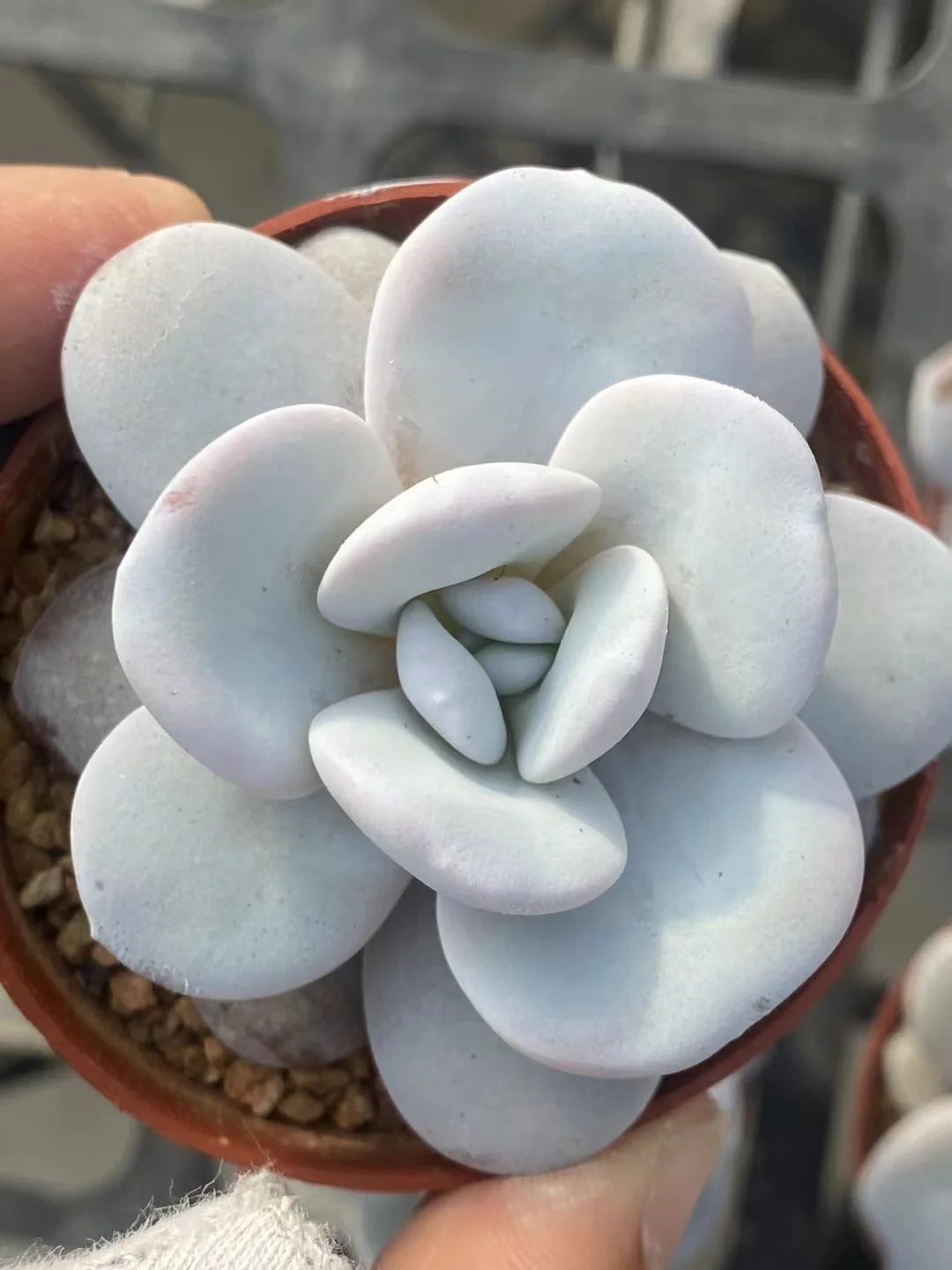 plant Aeonium Echeveria Haworthia  Caudex  Lithops Cactus  Agave 