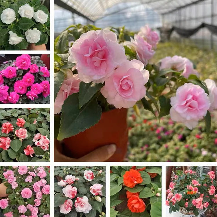 Double Flower Impatiens Seeds