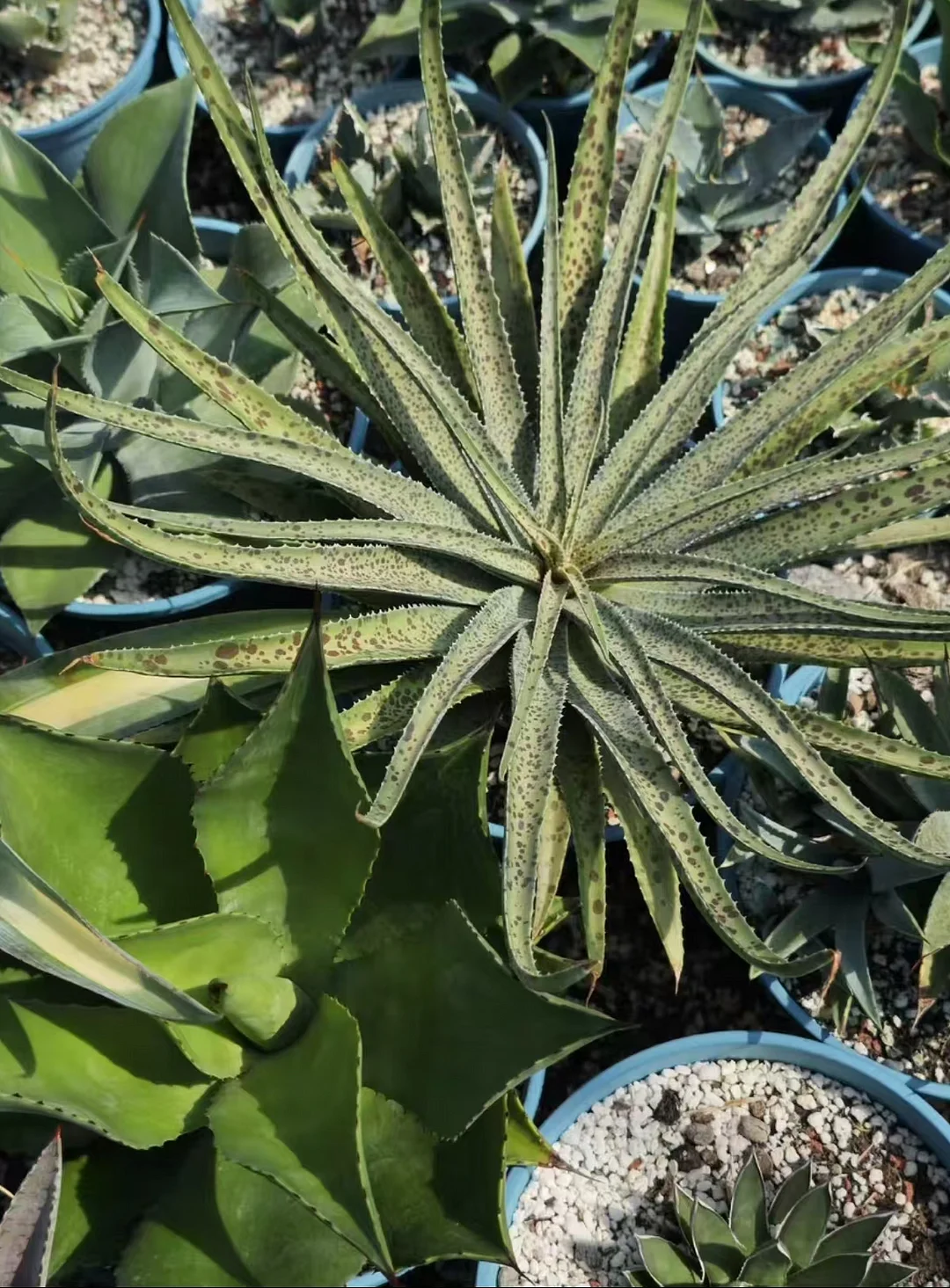 plant Aeonium Echeveria Haworthia  Caudex  Lithops Cactus  Agave 