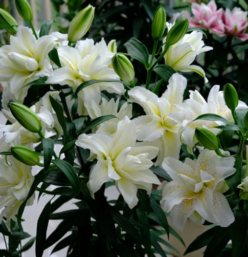 Double-petaled perfume lily bulbs
