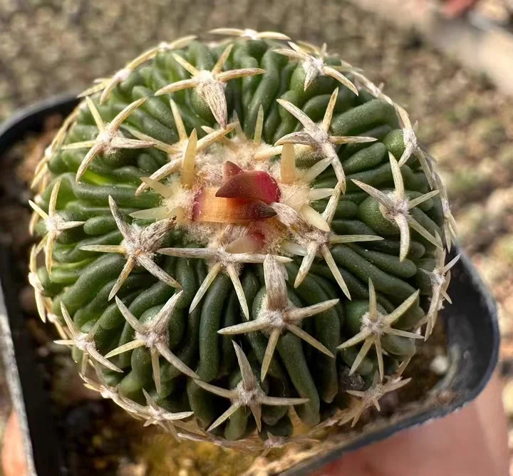 plant Aeonium Echeveria Haworthia  Caudex  Lithops Cactus  Agave 