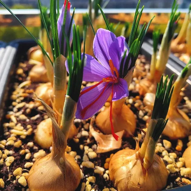 Saffron Crocus Bulbs -Crocus Sativus