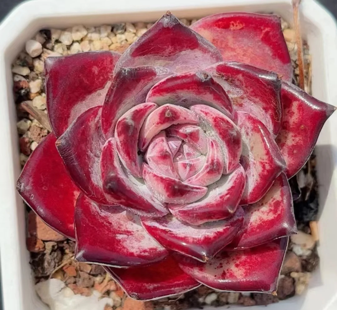 708. Echeveria Red pull sugar single head 4-5cm/ Echeveria/ Succulent plants / Garden landscape / Carefully select healthy plants