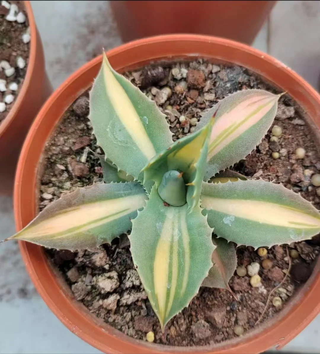 1132.Agave Ferox x isthmensis /Agave plants / Succulent plants / Garden landscape / Carefully select healthy plants