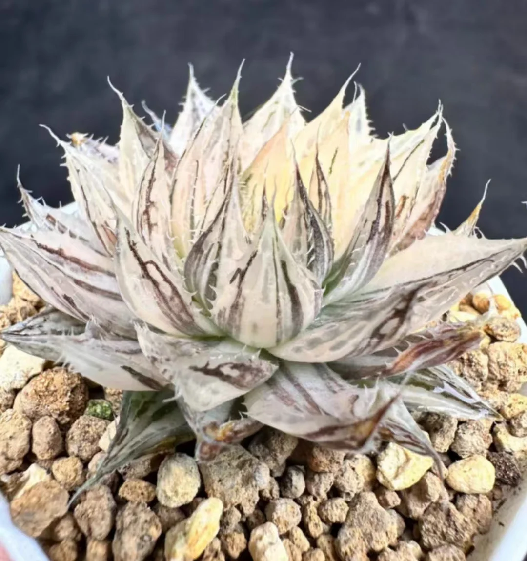 plant Aeonium Echeveria Haworthia  Caudex  Lithops Cactus  Agave 