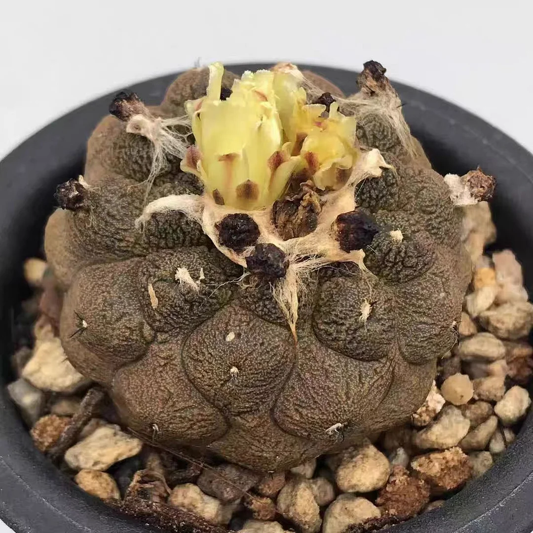 610.  Lizard skin.   has roots 3-4 cm /Cactus plants /Succulent plants /  Garden landscape / Carefully select healthy plants