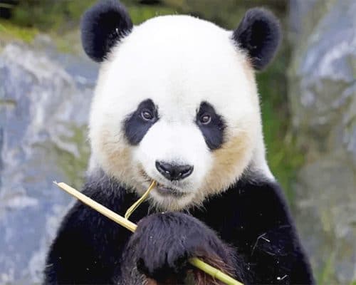 

Panda Portrait – Paint By Numbers - 40*50CM, 501 Original