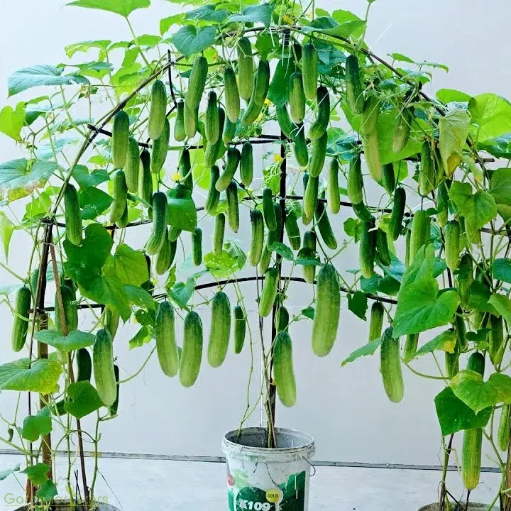 🥒 40% Off Climbing Cucumber Seeds – Grow Fresh & Save Big! 