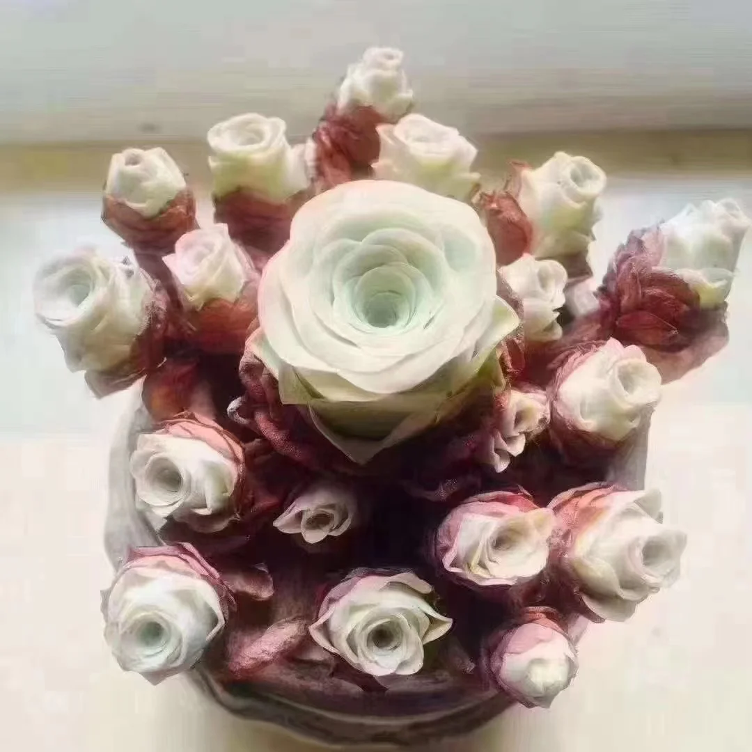 697 . Xiao sen single head and cluster/ Echeveria / Succulent plants / Garden landscape / Carefully select healthy plants