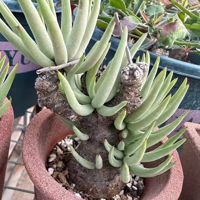 plant Aeonium Echeveria Haworthia  Caudex  Lithops Cactus  Agave 