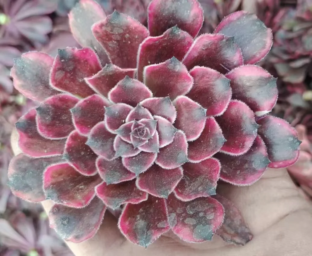 plant Aeonium Echeveria Haworthia  Caudex  Lithops Cactus  Agave 