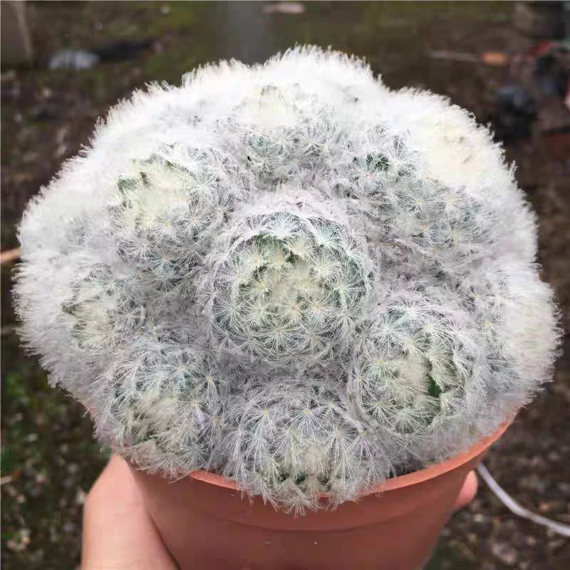 plant Aeonium Echeveria Haworthia  Caudex  Lithops Cactus  Agave 