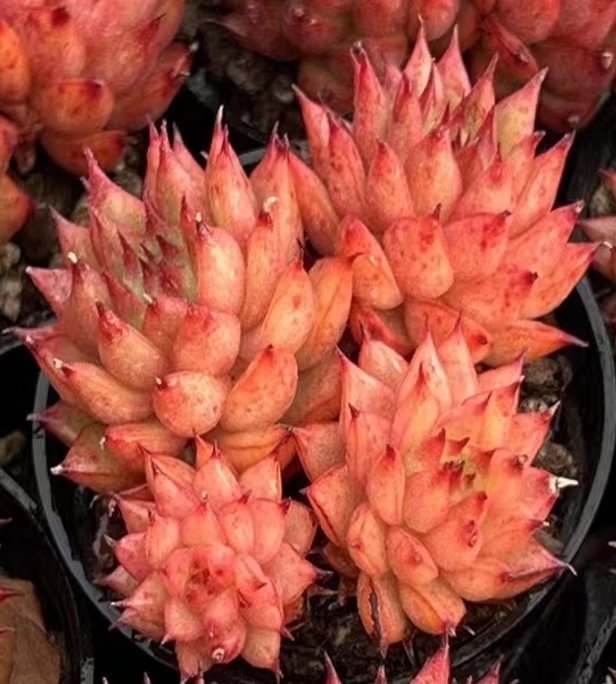 530. Echeveria  Meteor shower . cluster  4-5cm /Echeveria/  Succulent plants / Garden landscape / Carefully select healthy plants