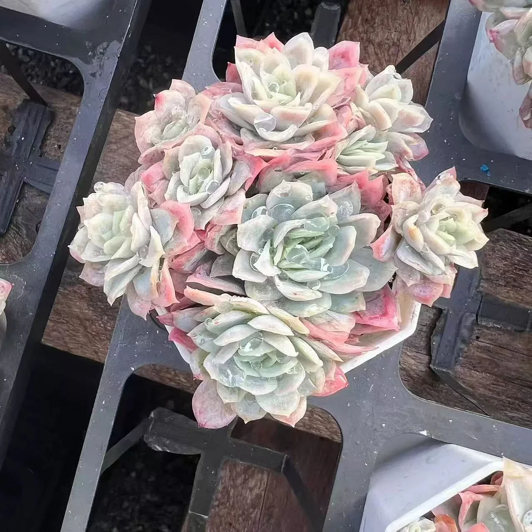 plant Aeonium Echeveria Haworthia  Caudex  Lithops Cactus  Agave 
