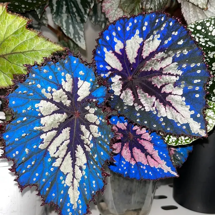 🌸 Begonia Seeds &ndash; Graceful Blooms for Home & Garden