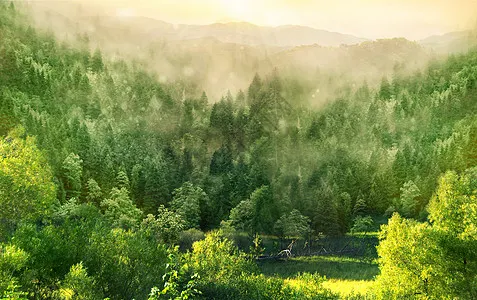 Green Jungle