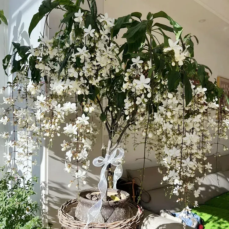 🌼Weeping Jasmine Seeds - White Jade Butterfly