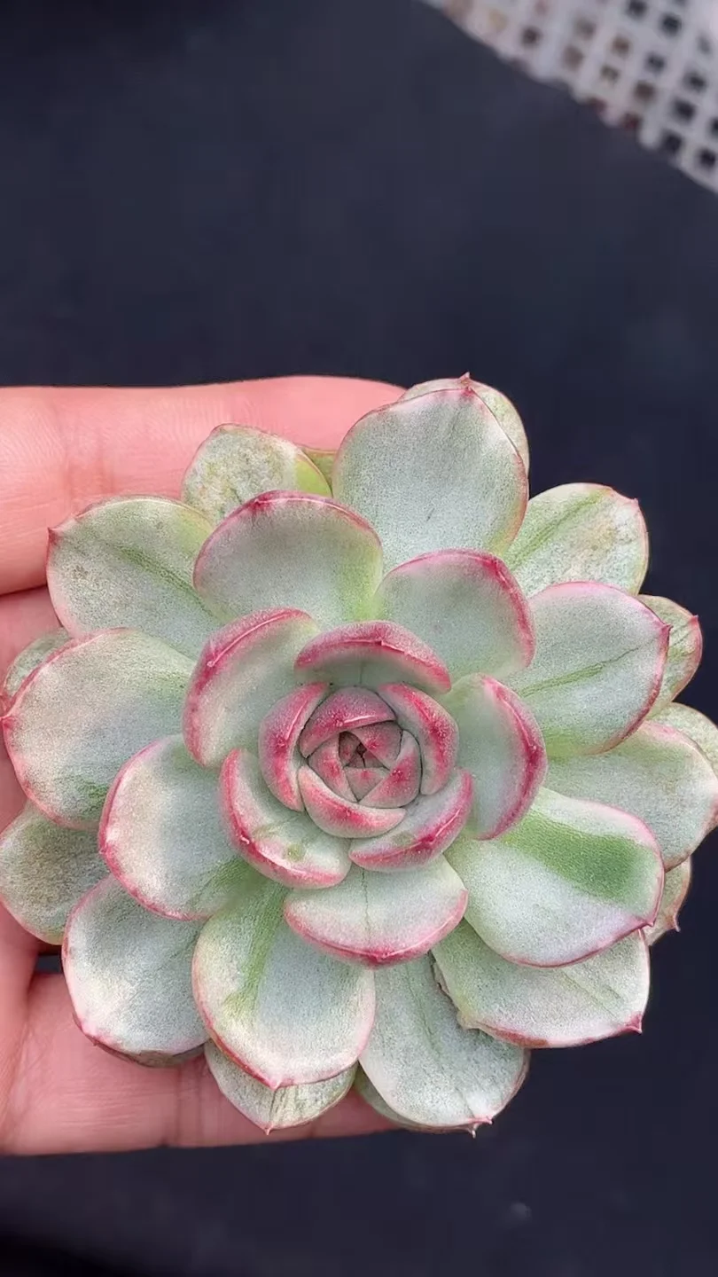 plant Aeonium Echeveria Haworthia  Caudex  Lithops Cactus  Agave 