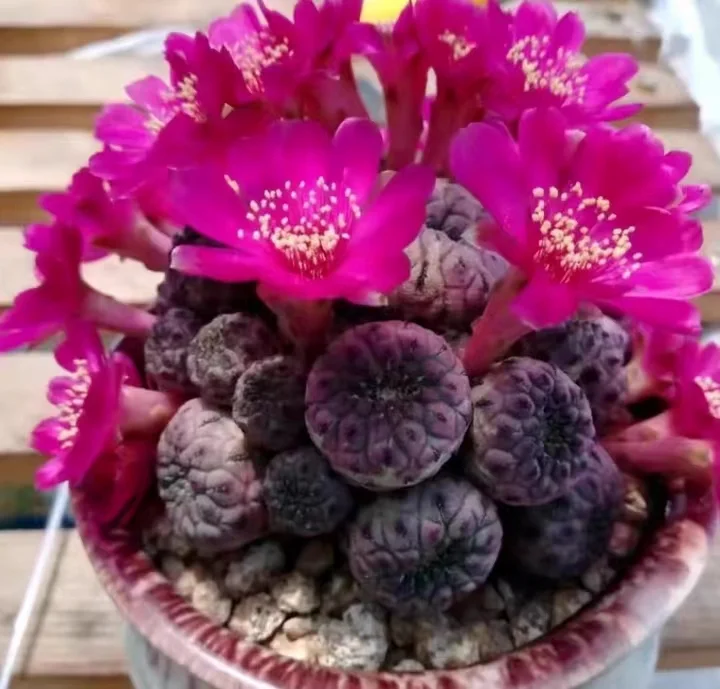 plant Aeonium Echeveria Haworthia  Caudex  Lithops Cactus  Agave 