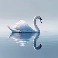 Elegant White Swan - Diamond Painting