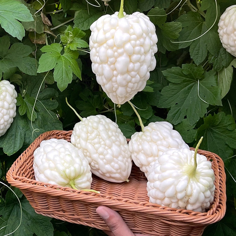 🥰The Latest Non-GMO Variety: Apple Bitter Melon &mdash; Nutrition and Flavor