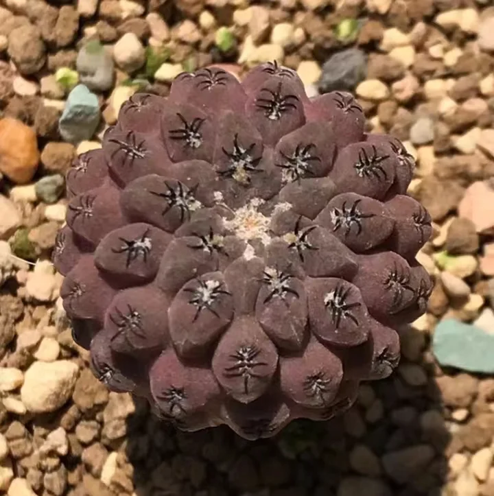 plant Aeonium Echeveria Haworthia  Caudex  Lithops Cactus  Agave 